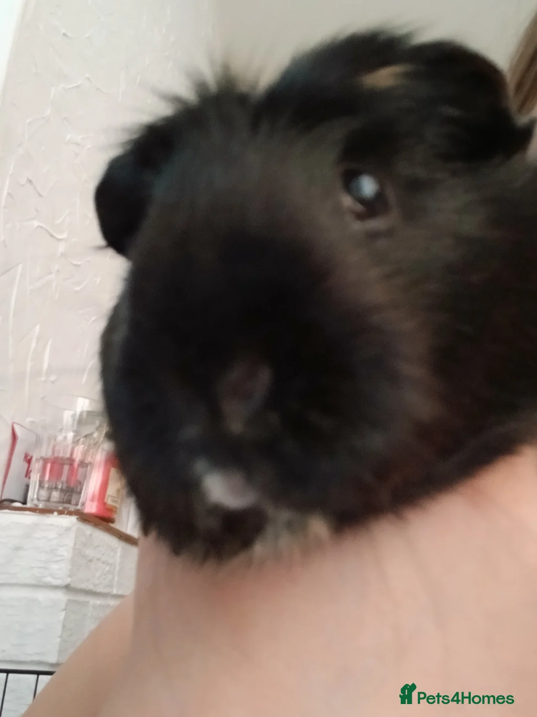 Guinea Pig rodents for sale: 2 Guinea pigs in Bilston - Advert 1