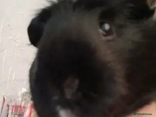 Guinea Pig rodents 2 Guinea pigs - Advert 1