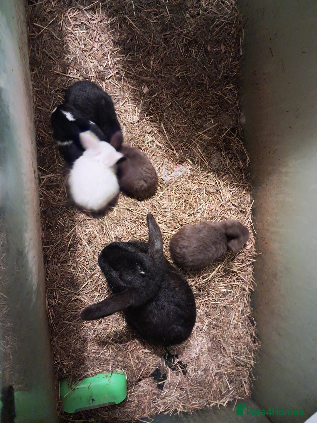 Mixed Breed rabbits for sale: accidental litter of five rabbits  - Advert 2