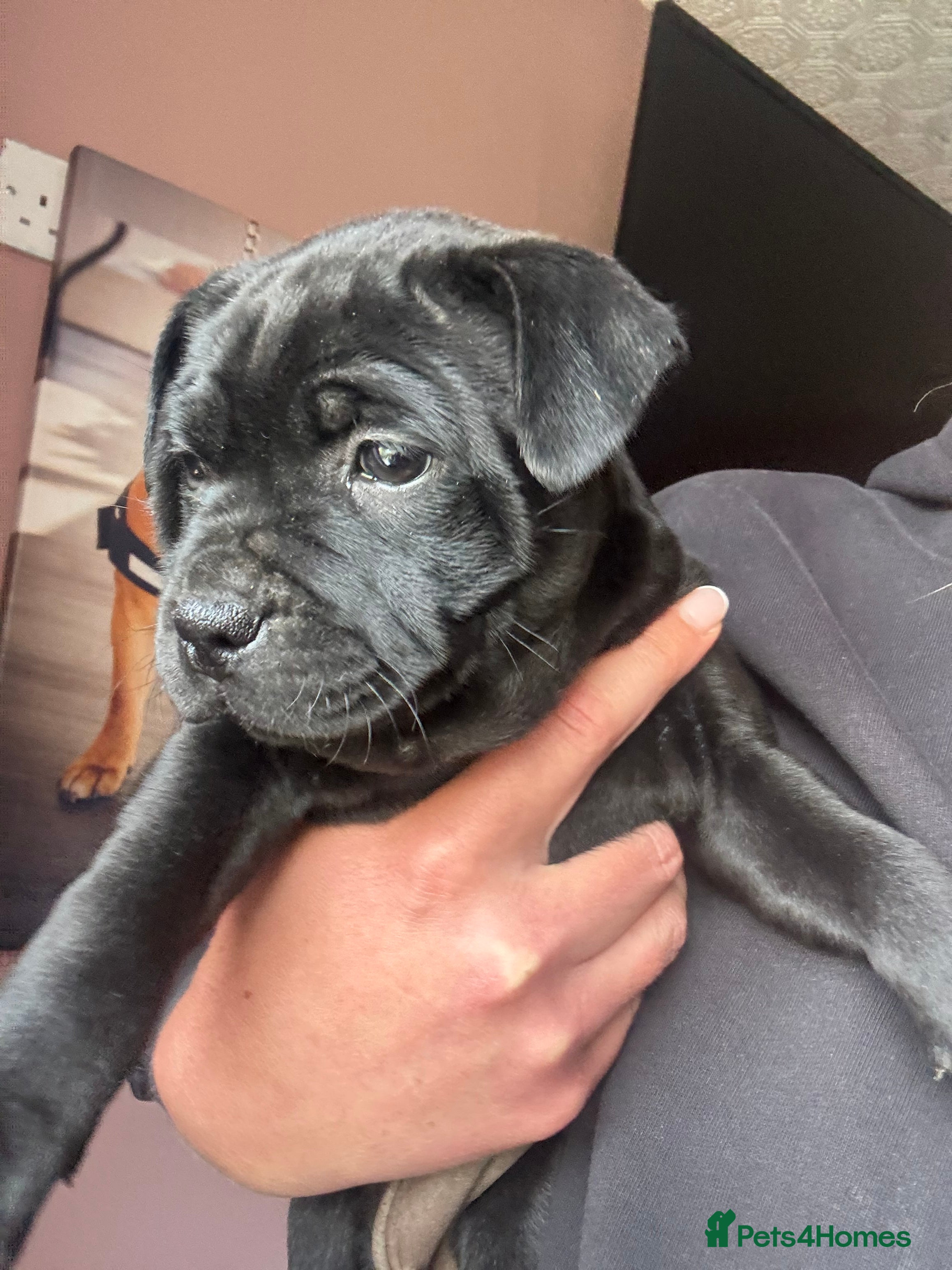 Staffordshire Bull Terrier dogs Pharaon X Piro X Bill Champion pups - Advert 2