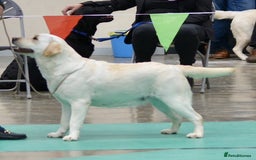 Labrador Retriever dogs for sale: Quality, Show Bred, Yellow Puppies - Image 2