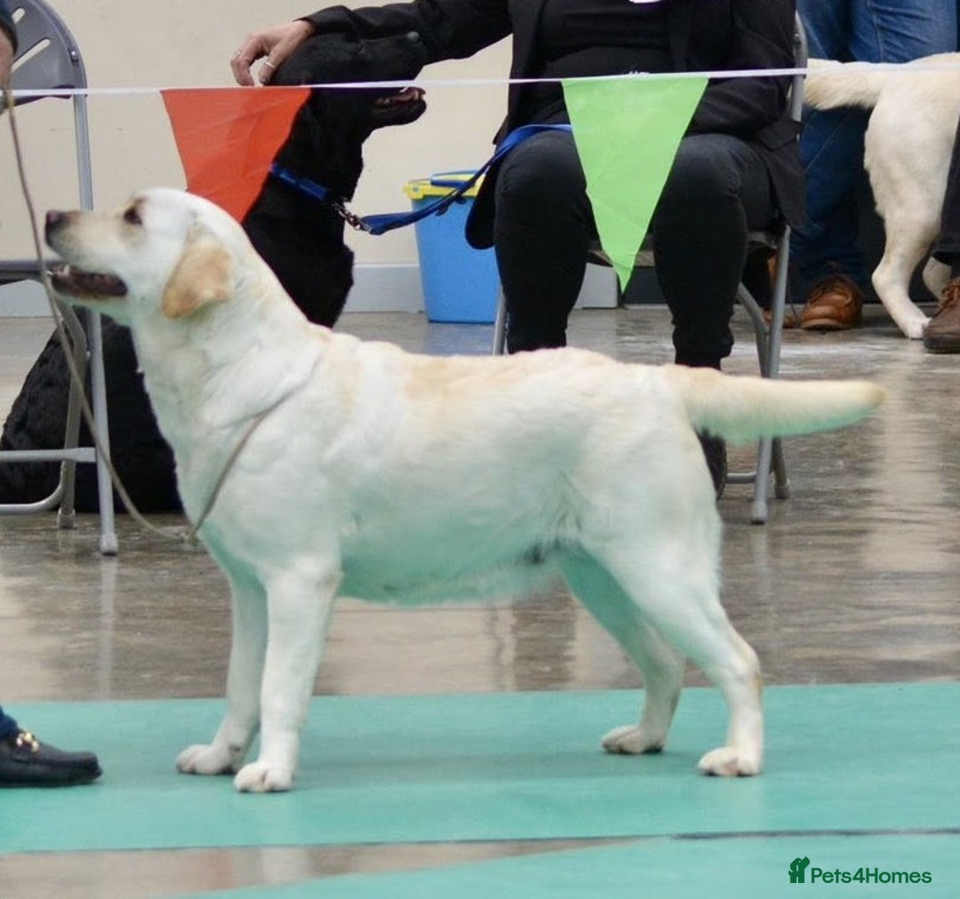 Labrador Retriever dogs for sale: Quality, Show Bred, Yellow Puppies - Image 2