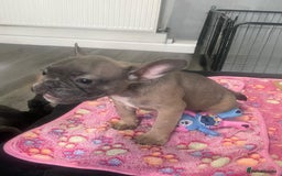 French Bulldog dogs for sale: French bulldog - Image 8