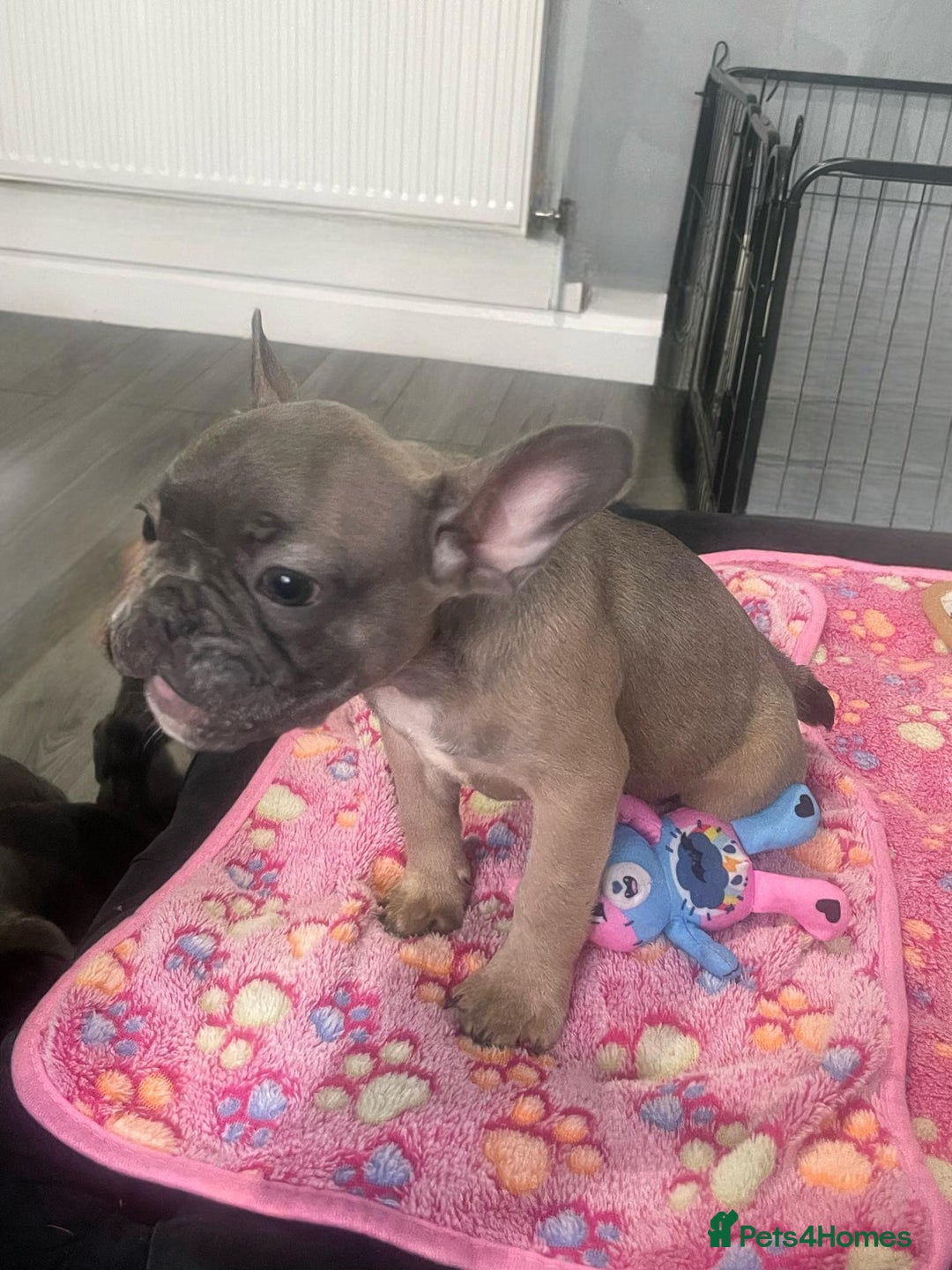 French Bulldog dogs for sale: French bulldog - Image 8