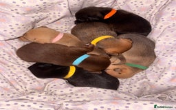 Mixed Breed dogs for sale: 6 jackmix puppies ready end of December  - Advert 5