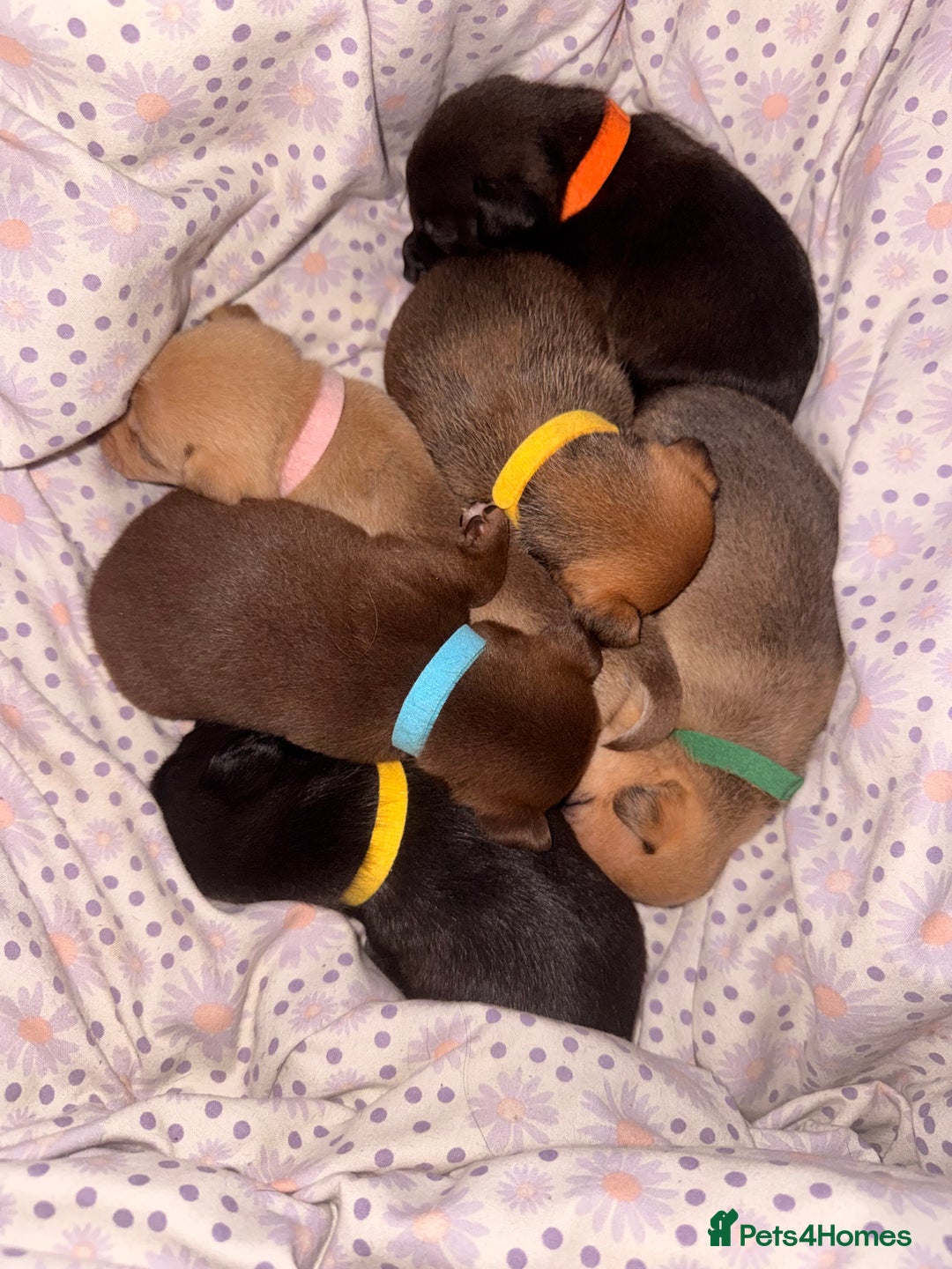 Mixed Breed dogs for sale: 6 jackmix puppies ready end of December  - Advert 5