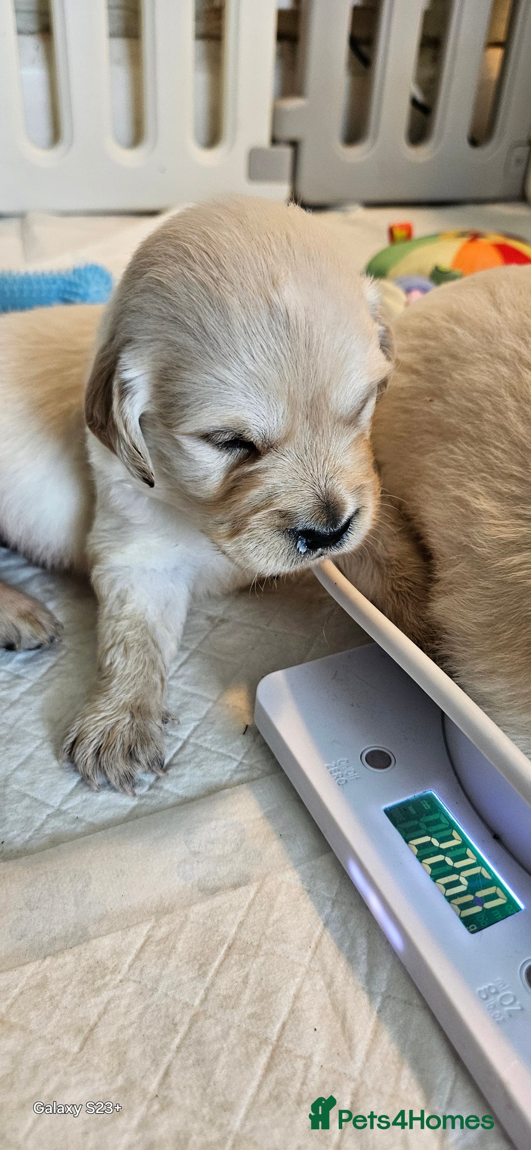 Golden Retriever dogs for sale: Beautiful chunky cream/golden retrievers  - Image 11