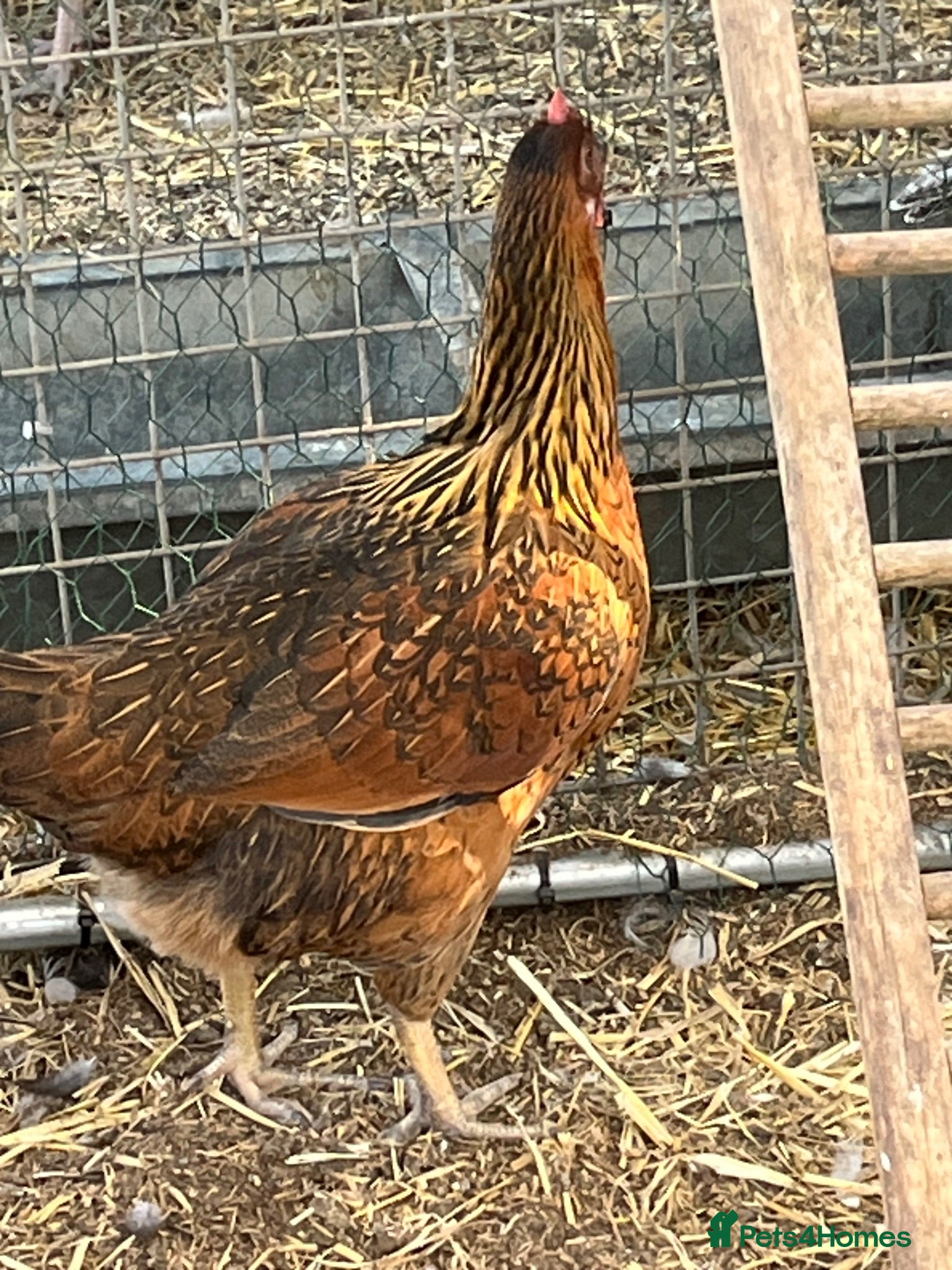 Chickens poultry Pullets and cockerel and drakes  - Advert 1