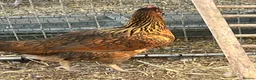 Chickens poultry for sale: Pullets and cockerel and drakes  - Advert 1