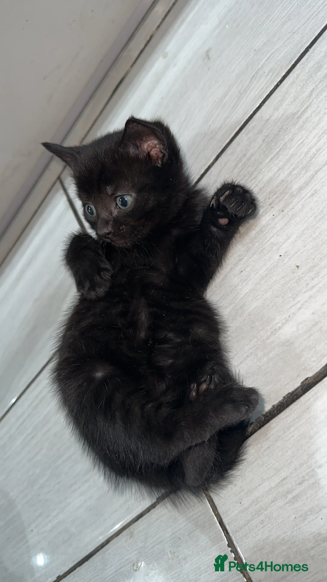 Domestic Shorthair cats for sale: Adorable tabby kittens and black kittens  - Advert 7