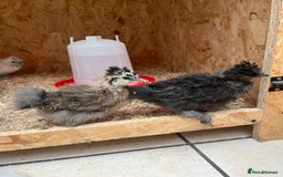 Chickens poultry for sale: Silkies - ducklings - Drakes - Advert 25