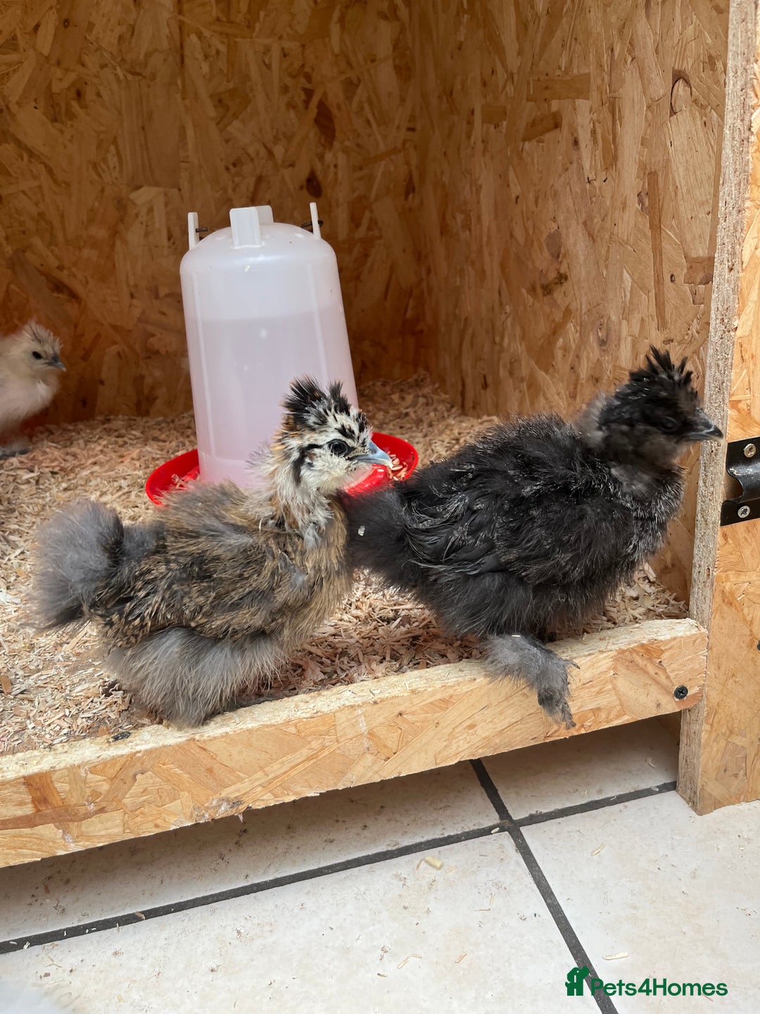 Chickens poultry for sale: Silkies - ducklings - Drakes - Advert 25