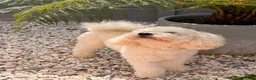 Miniature Poodle dogs for sale: Pedigree Club Registered-Male Mini Poodle, Apricot in Boston - Advert 2