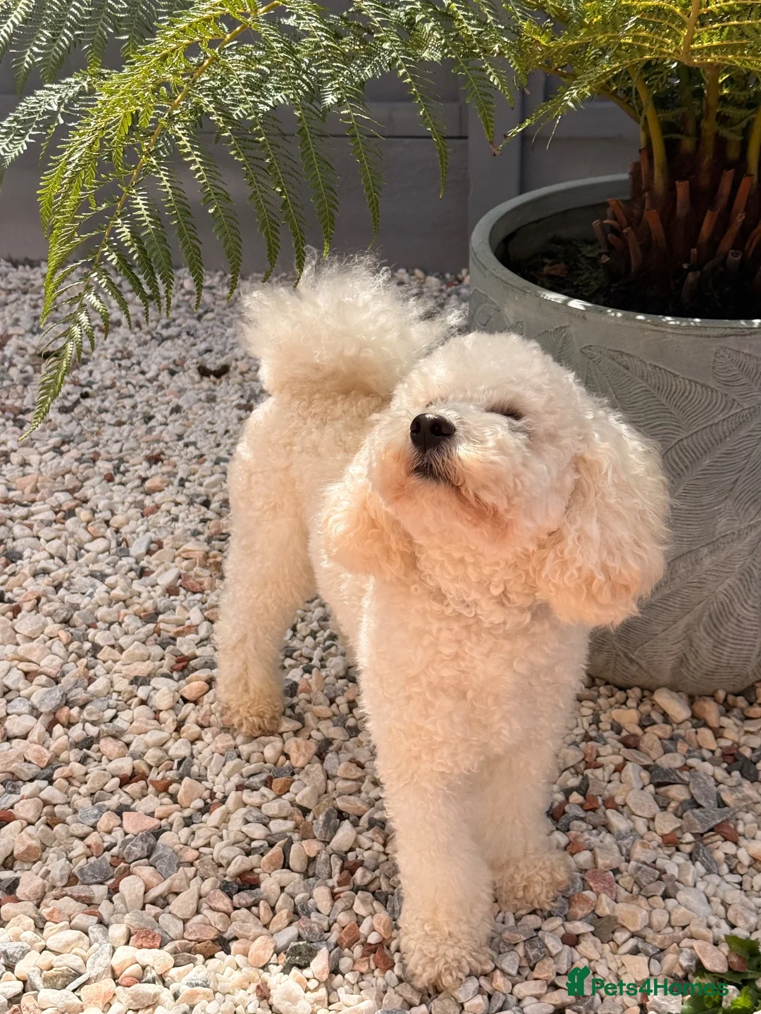 Miniature Poodle dogs for sale: Pedigree Club Registered-Male Mini Poodle, Apricot in Boston - Advert 2