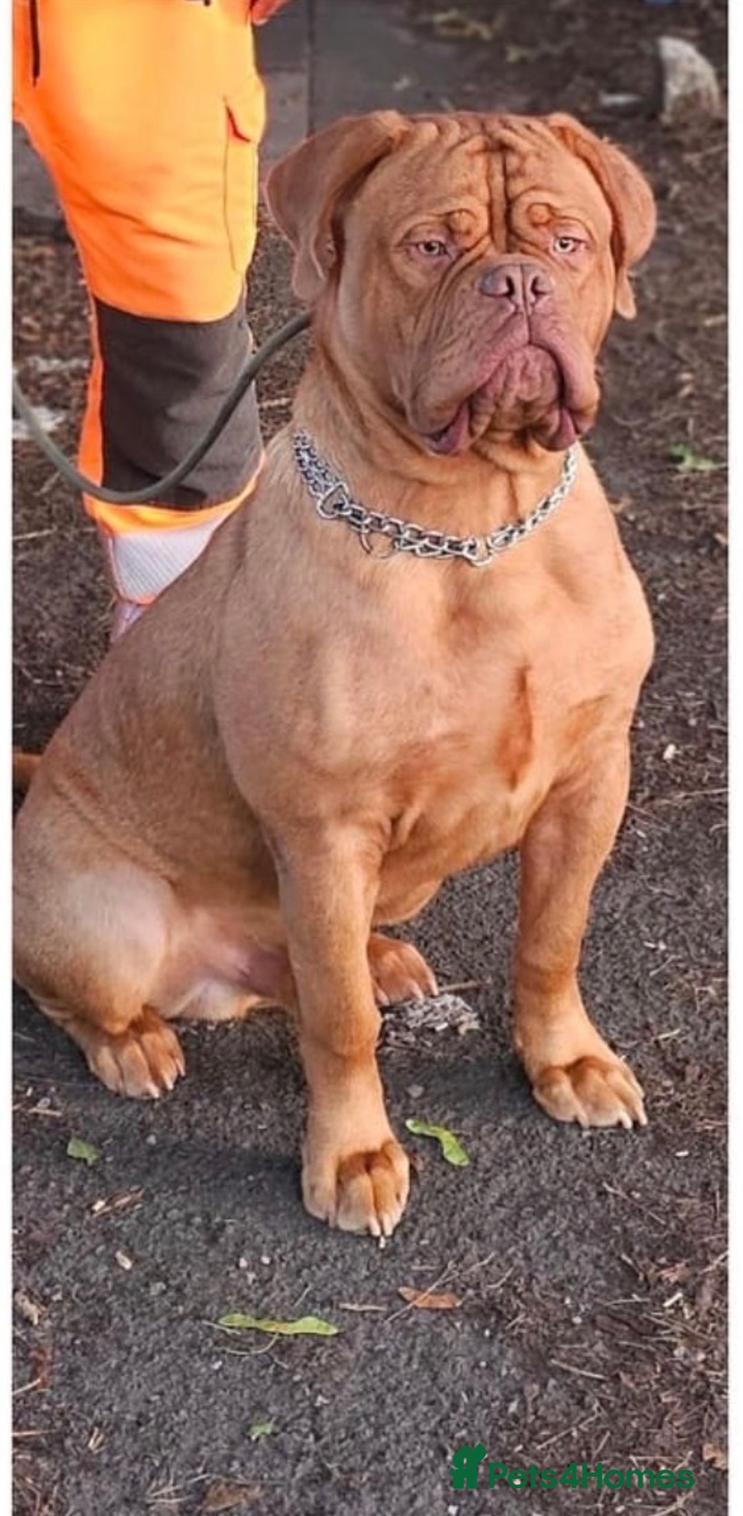 Dogue De Bordeaux dogs for sale: STUNNING BOY  - Advert 1
