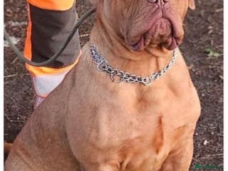 Dogue De Bordeaux dogs STUNNING BOY - Advert 1