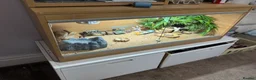 Gecko reptiles for sale: Stunning Geko - Advert 5