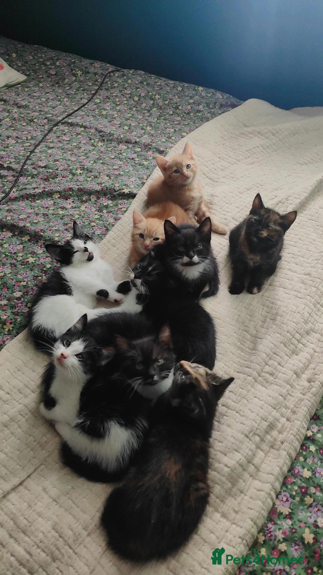 Mixed Breed cats Adorable kittens - Advert 1