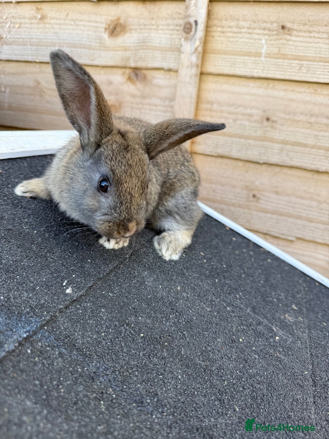Harlequin rabbits for sale: 2 harlequin doe’s for sale - Image 8