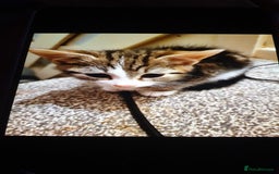 Mixed Breed cats for sale: 4 Kittens for sale - Image 5