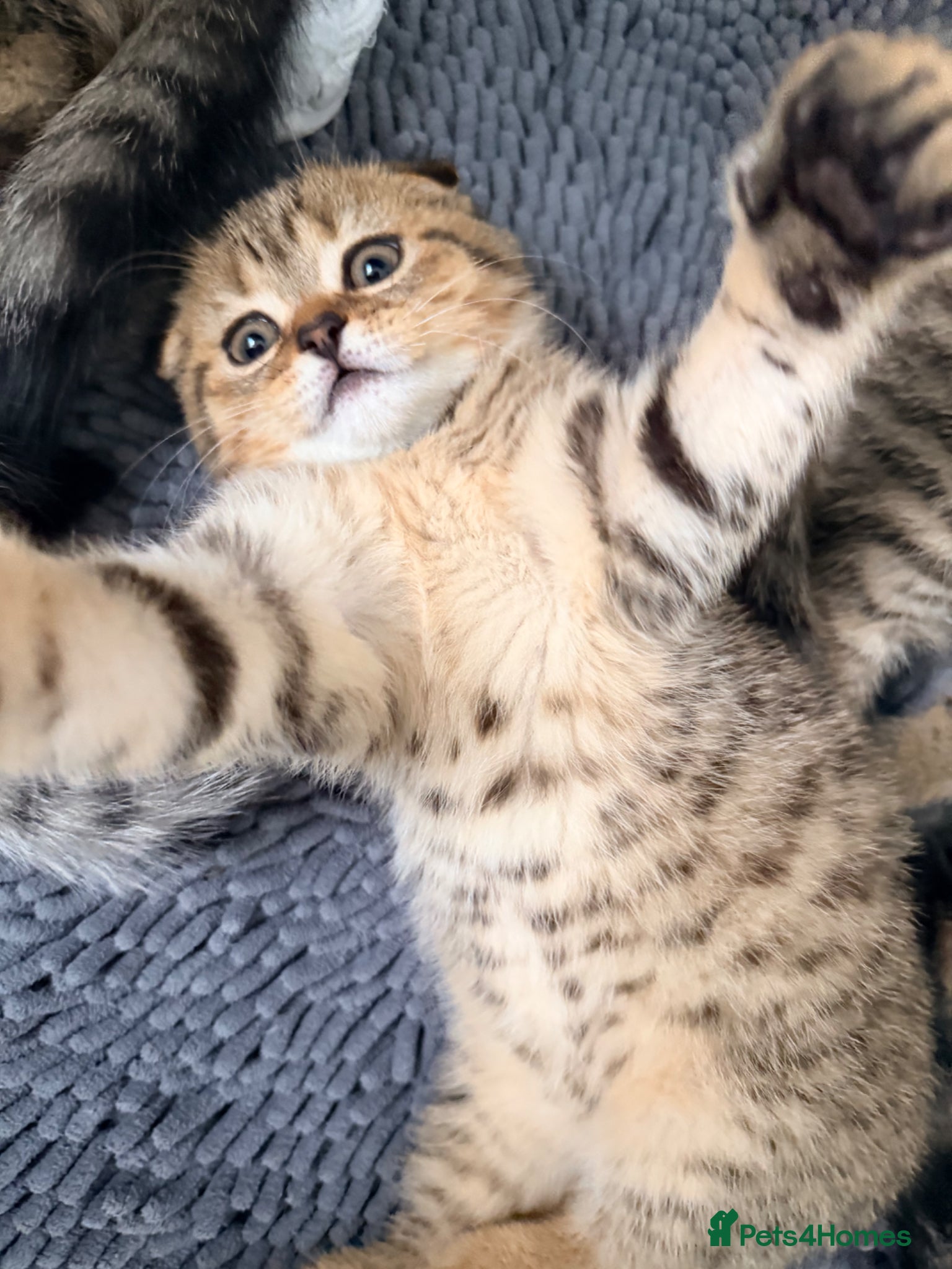 British Shorthair cats British Shorthair X Scottish Fold - Advert 2