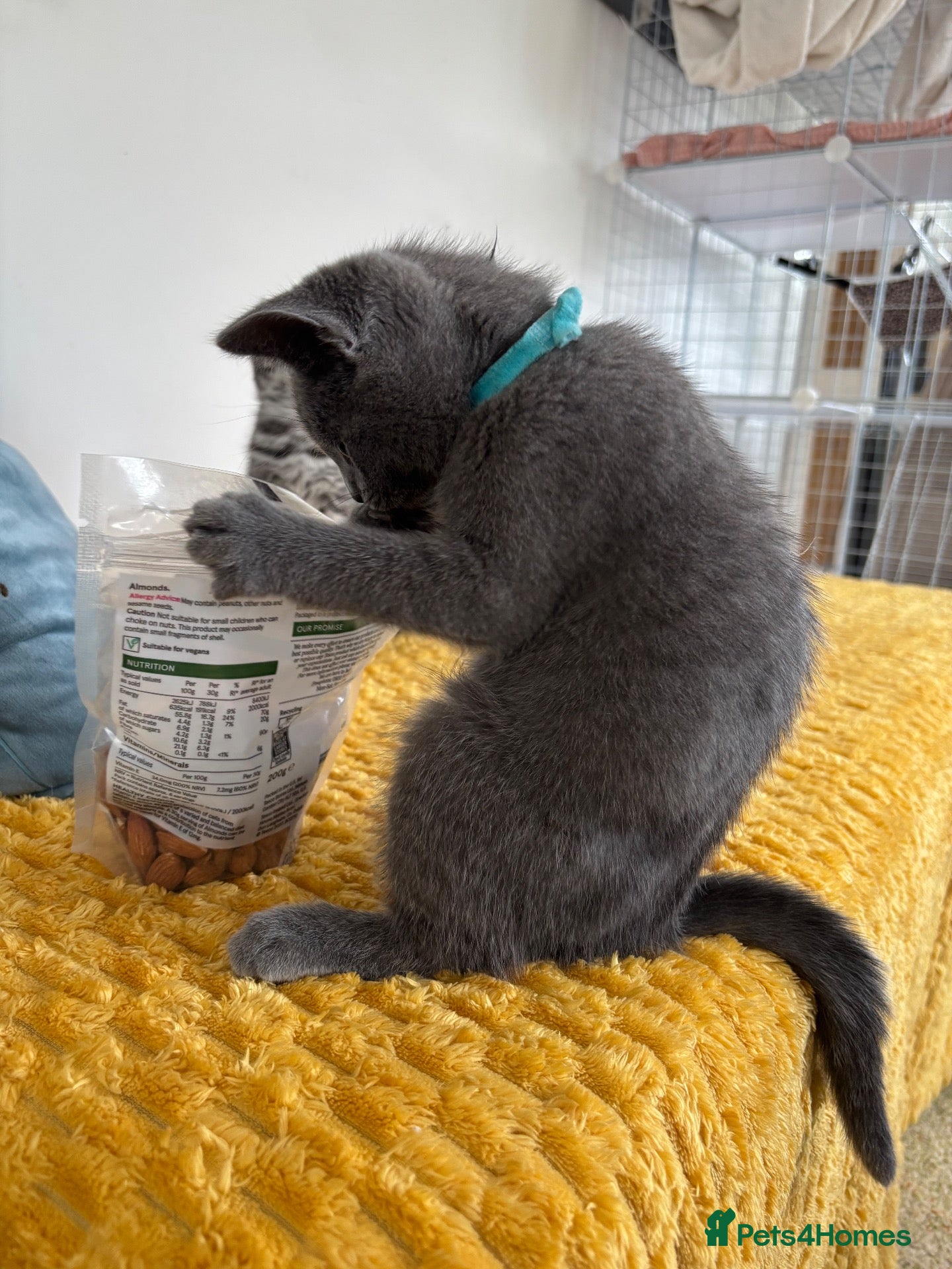 British Shorthair cats Stunning set of British blues - Advert 2