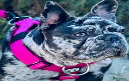French Bulldog dogs for sale: Dottie French bulldog girl  - Image 15