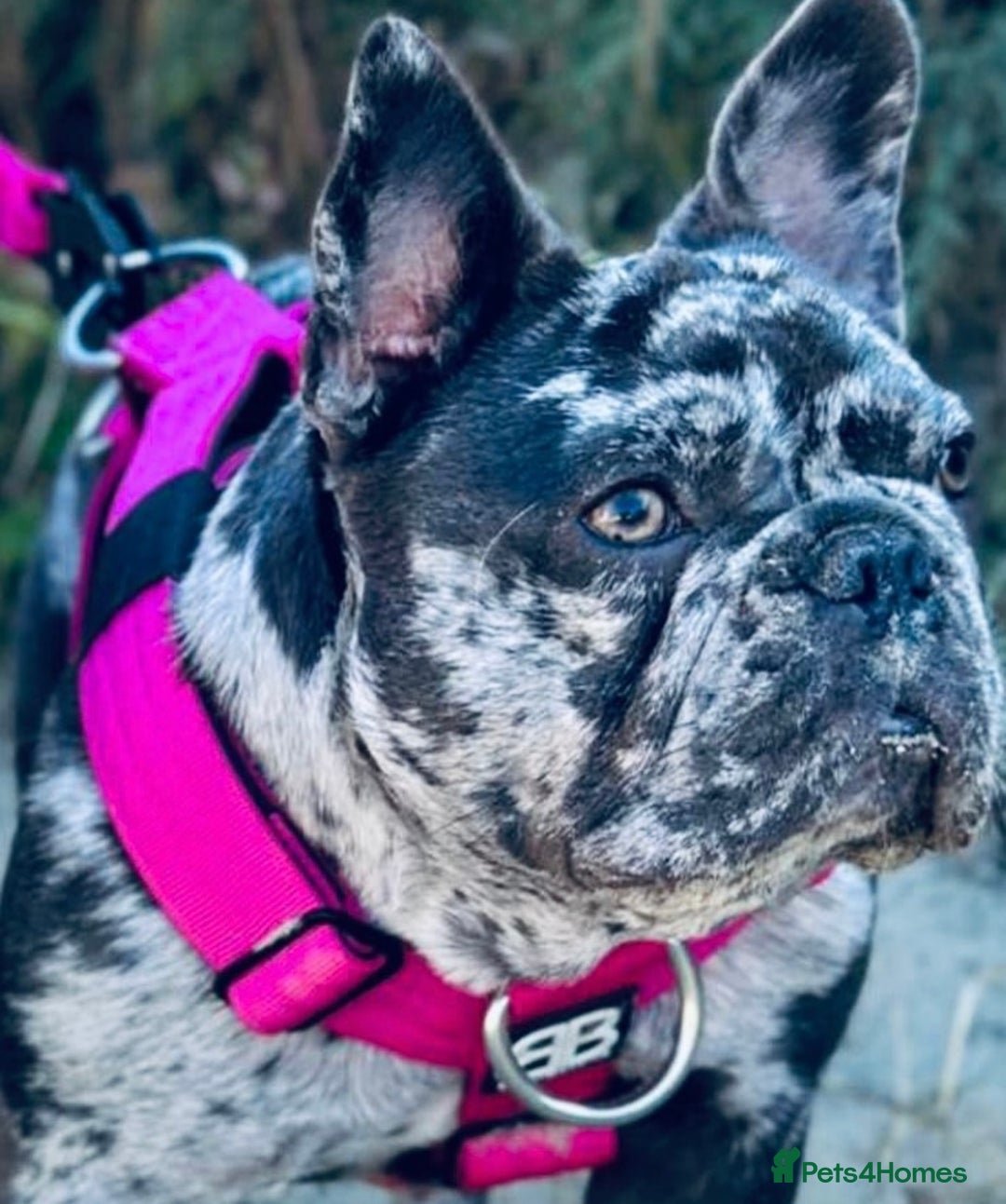 French Bulldog dogs for sale: Dottie French bulldog girl  - Image 15