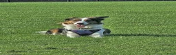 Border Terrier dogs for stud: Looking for a stud - Advert 1