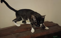 Mixed Breed cats for sale: Black & White Kittens Bengal Mix Véry Interactive  - Image 5