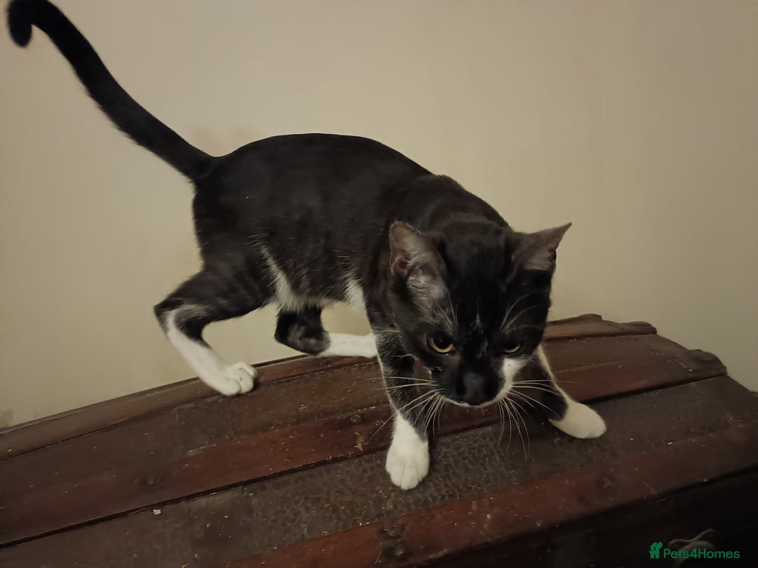 Mixed Breed cats for sale: Black & White Kittens Bengal Mix Véry Interactive  - Image 5