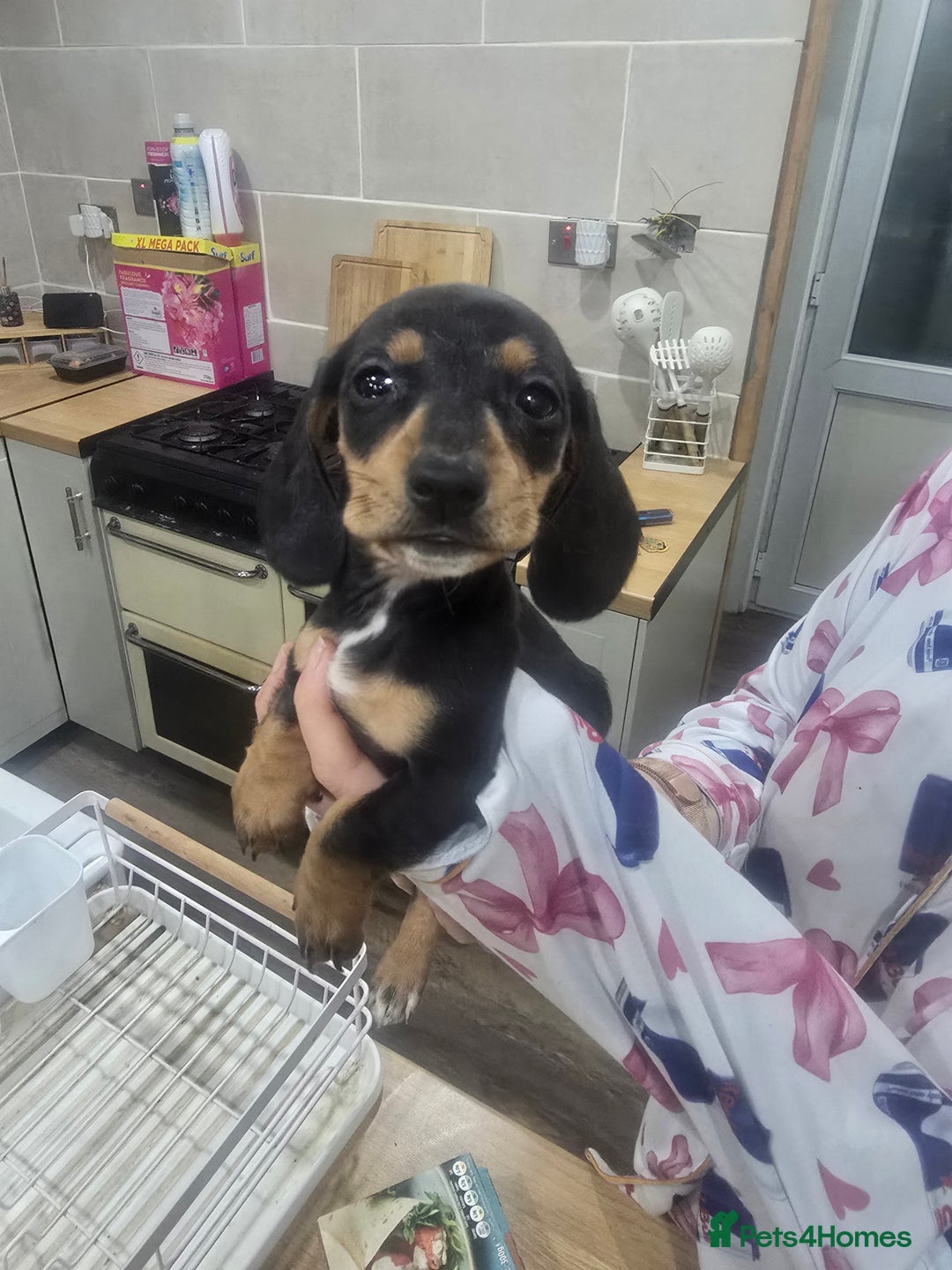 Dachshund dogs for sale: Dachsund puppies for sale  - Advert 10