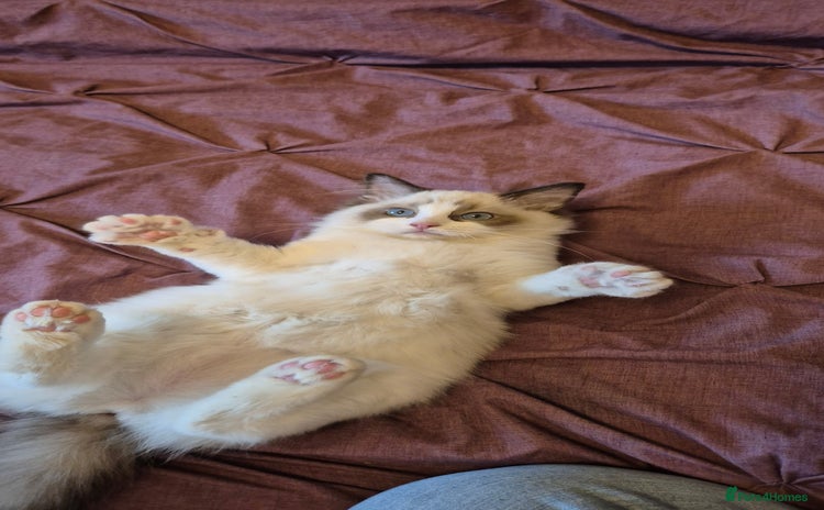 Ragdoll cats - Advert 8