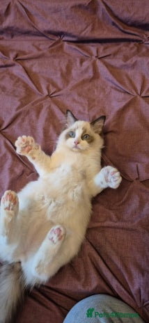 Ragdoll cats - Advert 8