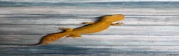 Leopard Gecko reptiles for sale: Last few leopard gecko when they gone they gone !! - Advert 20