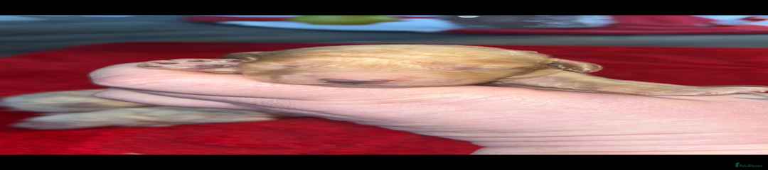 Miniature Poodle Puppy 3