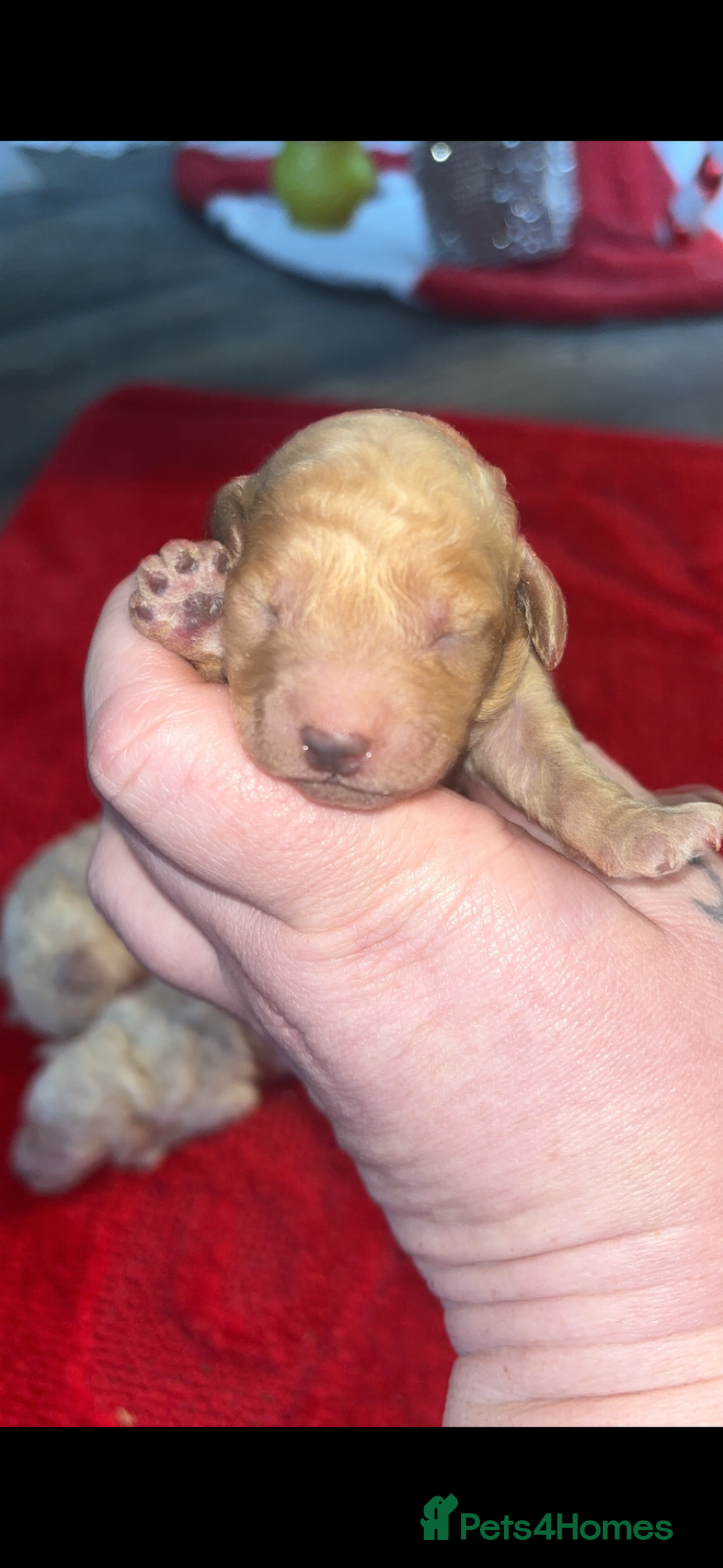 Miniature Poodle dogs for sale: Poodle puppies - Advert 4