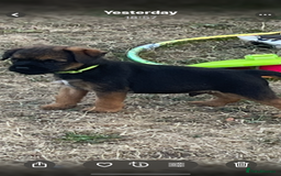 Border Terrier dogs for sale:  Border Terrier puppies  - Image 9