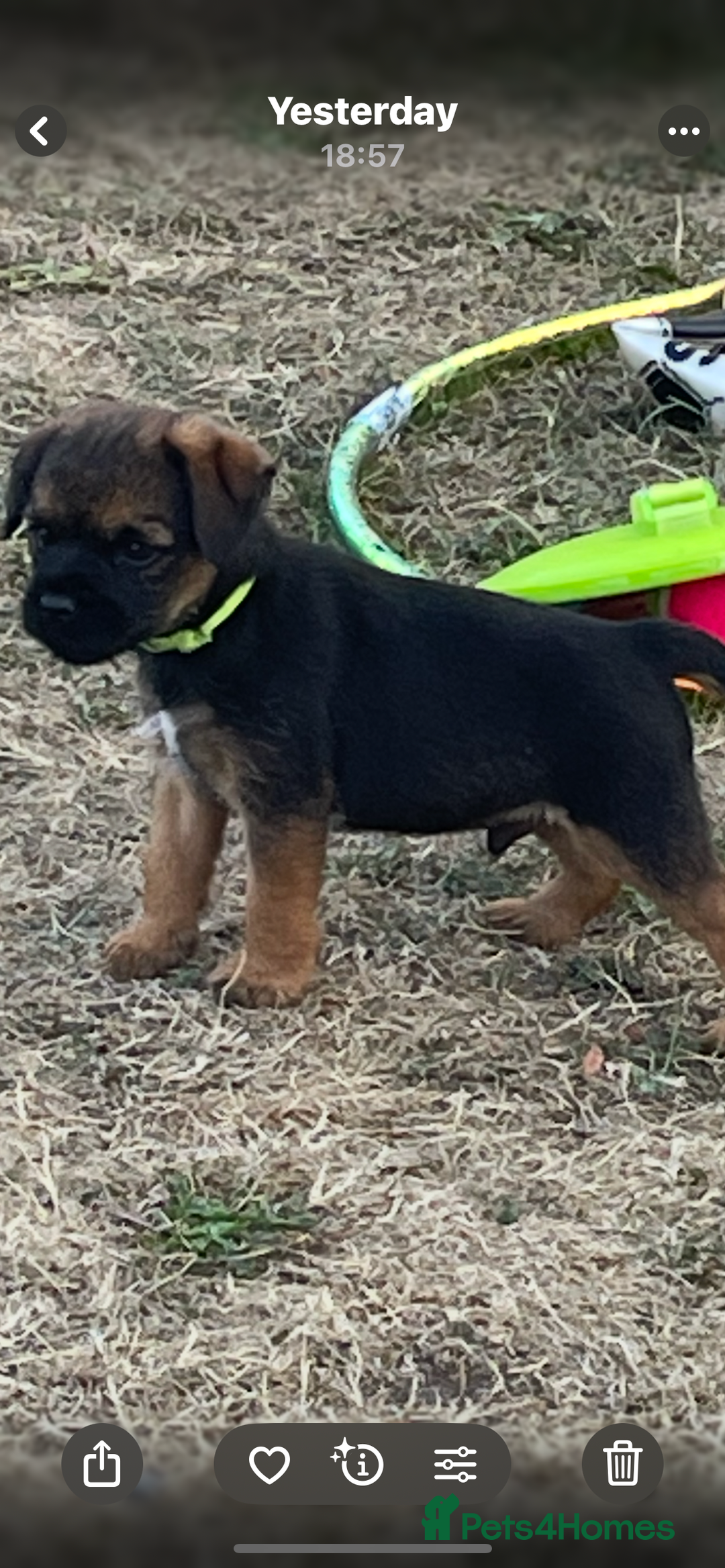 Border Terrier dogs for sale:  Border Terrier puppies  - Image 9