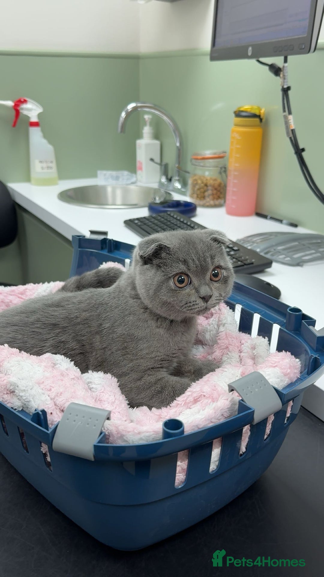 British Shorthair cats for sale: 6-Month-Old British Shorthair / Scottish fold - Advert 1