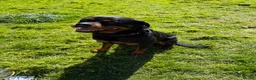 Rottweiler dogs for sale: Male 4 year old Rottweiler  - Advert 3
