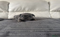 Mixed Breed dogs for sale: Mixed breed French and English bulldog - Image 1