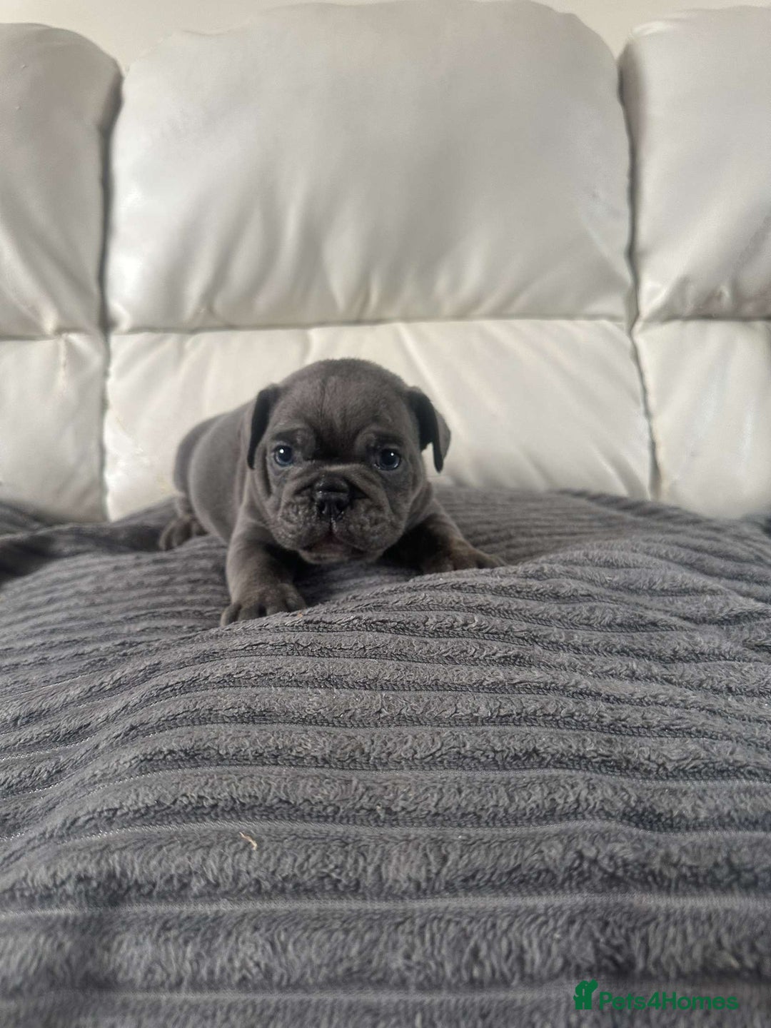 Mixed Breed dogs for sale: Mixed breed French and English bulldog - Image 1