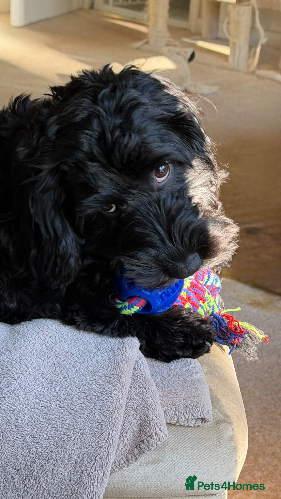 Cockapoo dogs for sale: Rehoming our lovely Macie - Advert 2
