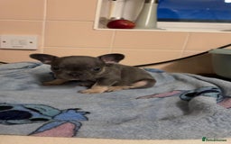 French Bulldog dogs for sale: French bulldog  - Image 6