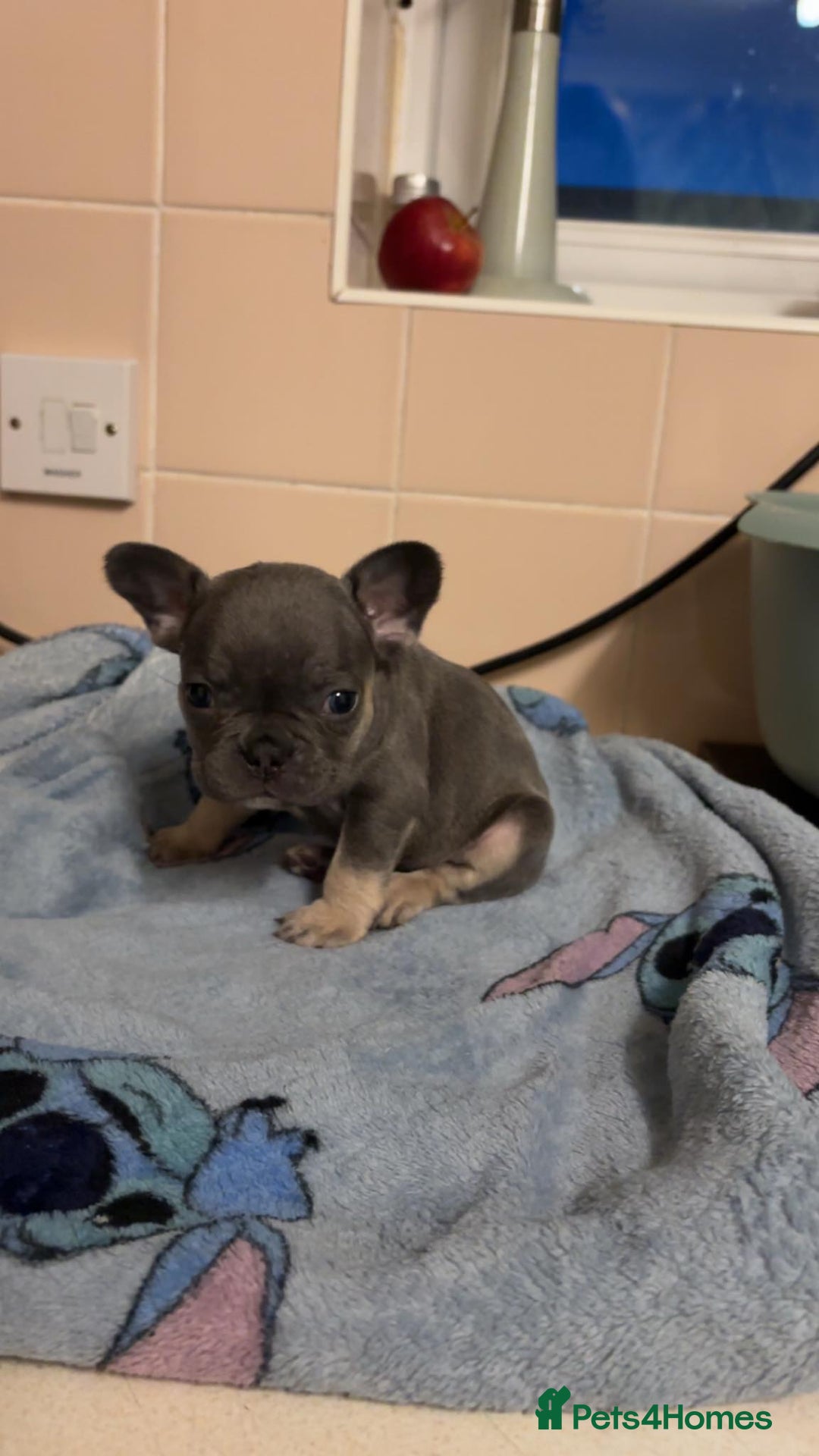 French Bulldog dogs for sale: French bulldog  - Image 6