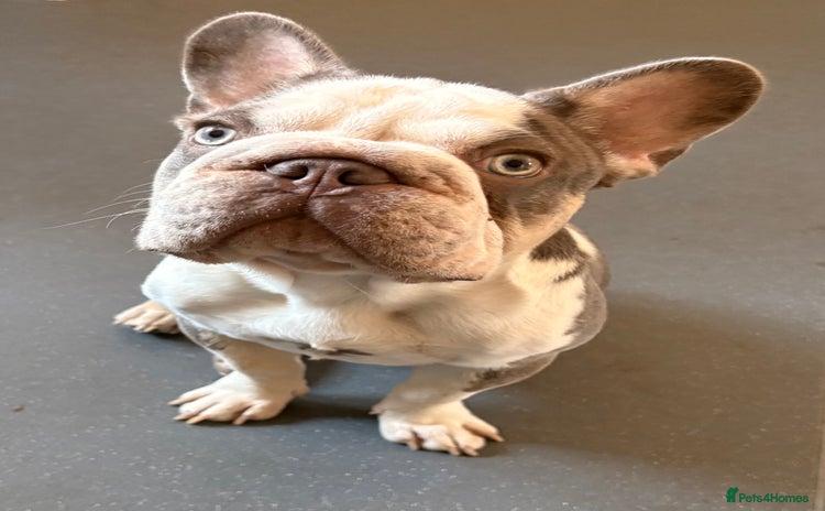 French Bulldog dogs - Advert 13