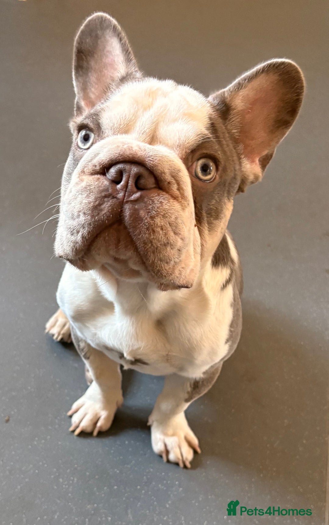 French Bulldog dogs for sale: 8 month old French bulldog  - Image 1