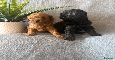 Toy Poodle dogs - Advert 8