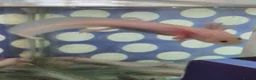 Axolotl reptiles for sale: Juvenile axolotls - Advert 4